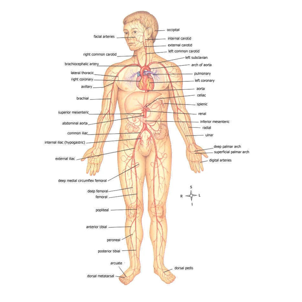 First Aid Elastic Ropes Fast Hemostasis EDC Tourniquet Tools Belt Survival Equipment Combat Application Camping Supplies