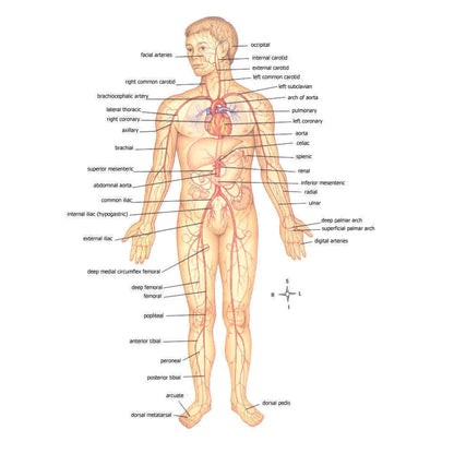 First Aid Elastic Ropes Fast Hemostasis EDC Tourniquet Tools Belt Survival Equipment Combat Application Camping Supplies